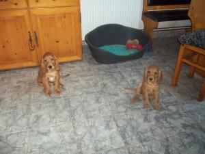 2 "PITICI " ŞI O "PRINŢESĂ" �ŞI AŞTEAPTĂ STĂP�NII