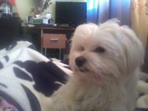 Ofer mascul bichon maltese pt monta.