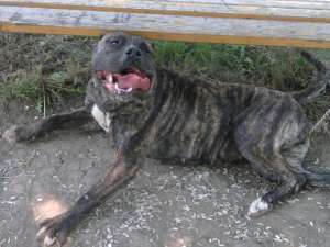 presa canario