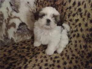 vand puiuti shih tzu si bichon havanese si frise