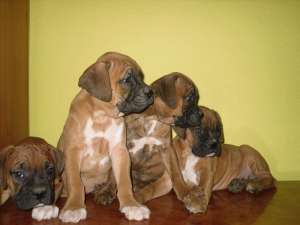 Oferta - catei boxer german