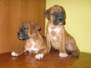 Oferta - catei boxer german