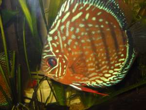 VAND PESTI DISCUS BLUE-TURQUOISE SI LEOPARD SNAKESKIN