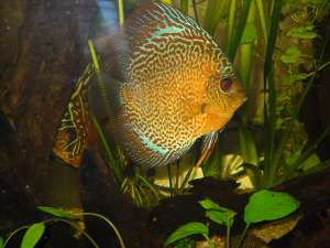 VAND PESTI DISCUS BLUE-TURQUOISE SI LEOPARD SNAKESKIN