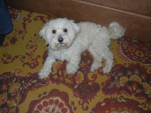 BAIETEL BICHON HAVANEZ IMI CAUT PARTENERA