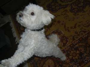 BAIETEL BICHON HAVANEZ IMI CAUT PARTENERA