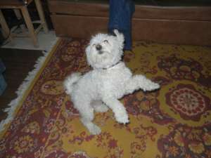 BAIETEL BICHON HAVANEZ IMI CAUT PARTENERA