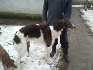 vand ogar barzoi