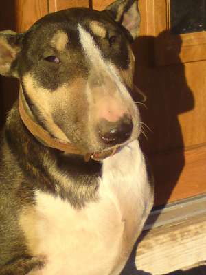 bullterrier
