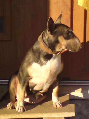 bullterrier