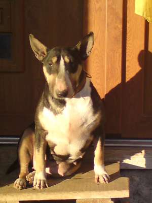 bullterrier