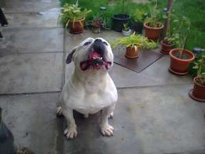 Vand Mascul Bulldog American