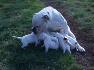 Vand Mascul Bulldog American