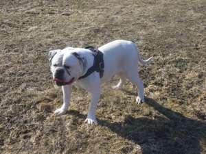 Vand Mascul Bulldog American