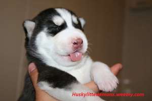 vand catei husky siberian crescator privat