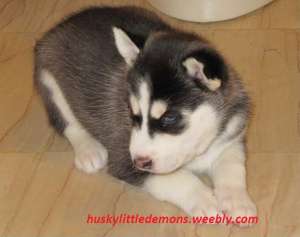 vand catei husky siberian crescator privat