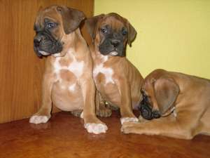 Vand catei superbi de boxer