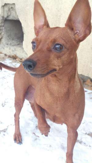 vand pinscher pitic
