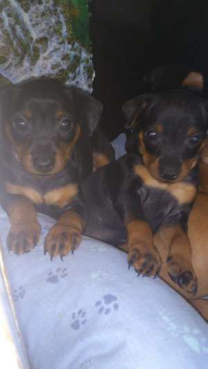 vand pinscher pitic