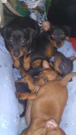 vand pinscher pitic