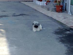 Monta bichon havanez