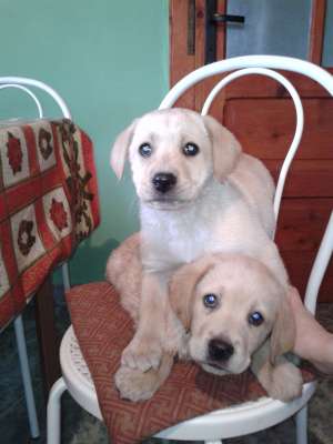 vand pui labrador