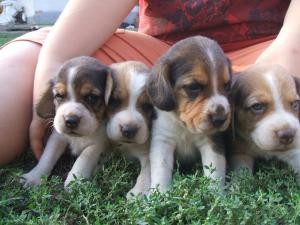 BEAGLE DE VANZARE