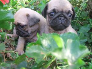 MOPS DE VANZARE