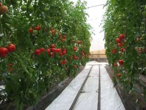 SOLARII IEFTINE PT PRODUCTIE DE LEGUME SI FLORI