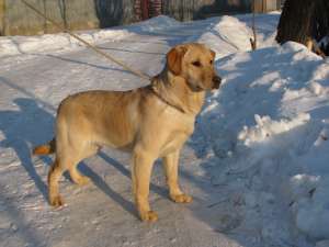 femela labrador