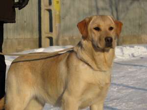 femela labrador
