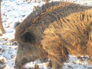 !!!PORCI MISTRET< PURCEI>SCROFITE>PUR!!!