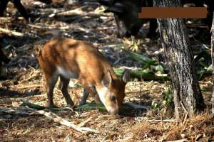 !!!PORCI MISTRET< PURCEI>SCROFITE>PUR!!!