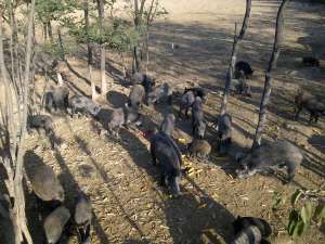 !!!PORCI MISTRET< PURCEI>SCROFITE>PUR!!!