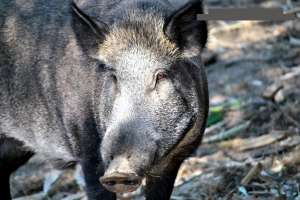 !!!PORCI MISTRET< PURCEI>SCROFITE>PUR!!!