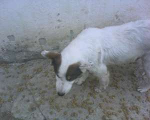 Donez catelusa maidaneza care cere ajutor urgent!