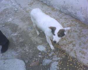 Donez catelusa maidaneza care cere ajutor urgent!