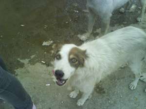 Donez catelusa maidaneza care cere ajutor urgent!