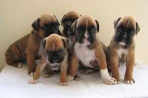 BOXER