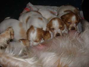 CETEI  EPAGNOL BRETON  INITIATI PTR. CAUTARE TRUFFE  TATAL CAMPION ROMANIA  FOLOSIT LA TRUFFE  MAMA 