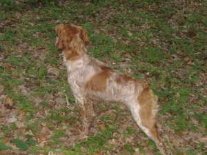 CETEI  EPAGNOL BRETON  INITIATI PTR. CAUTARE TRUFFE  TATAL CAMPION ROMANIA  FOLOSIT LA TRUFFE  MAMA 