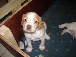 CETEI  EPAGNOL BRETON  INITIATI PTR. CAUTARE TRUFFE  TATAL CAMPION ROMANIA  FOLOSIT LA TRUFFE  MAMA 