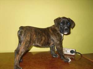 Catelusa boxer tigrata de vanzare