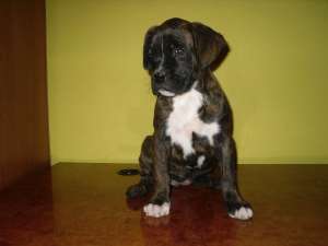 Catelusa boxer tigrata de vanzare