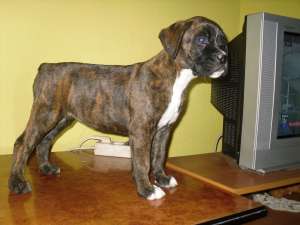 Catelusa boxer tigrata de vanzare