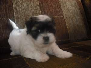 VAND BICHON HAVANEZ