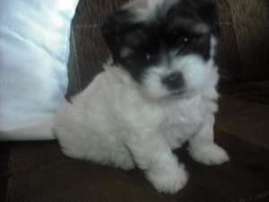 VAND BICHON HAVANEZ