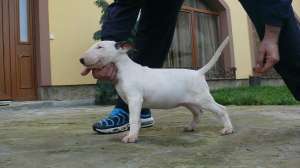 CATEII BULLTERRIER