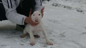 CATEII BULLTERRIER