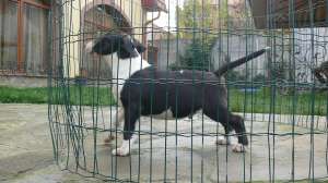 CATEII BULLTERRIER